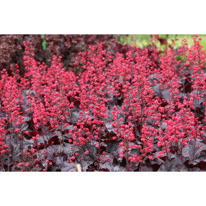 Alūnė ‘Black Forest Cake’