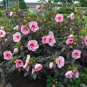 Kinrožė ‘Carousel Pink Candy’
