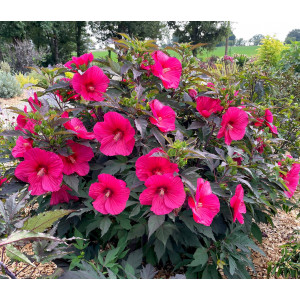 Kinrožė ‘Pink Passion’