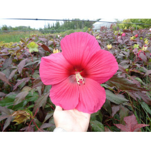 Kinrožė ‘Pink Passion’