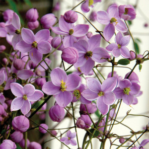 Sparnuotasis vingiris