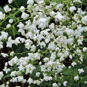 Vingiris sparnuotasis ‘Splendide White’