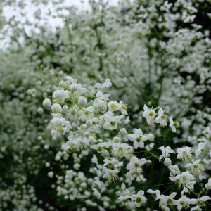 Vingiris sparnuotasis ‘Splendide White’