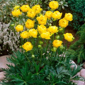 Burbulis ‘Lemon Queen’