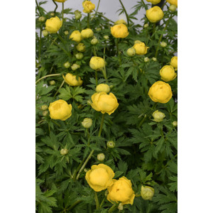 Burbulis ‘Lemon Queen’