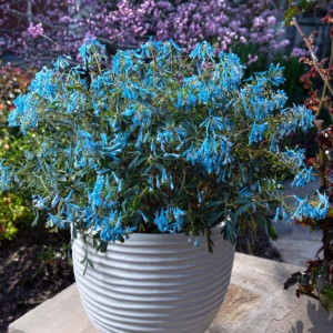 Rūtenis ‘Porcelain Blue’