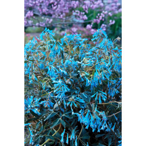 Rūtenis ‘Porcelain Blue’