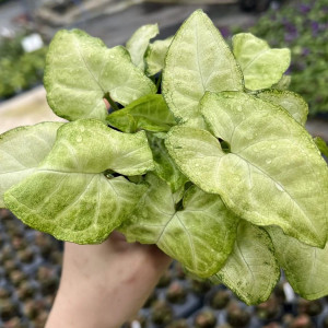 Singonis 'White butterfly' dekoratyviniame vazone