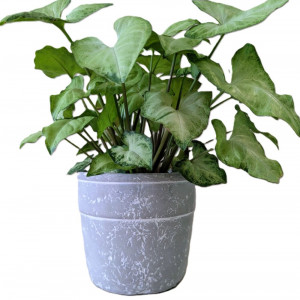Singonis 'White butterfly' dekoratyviniame vazone