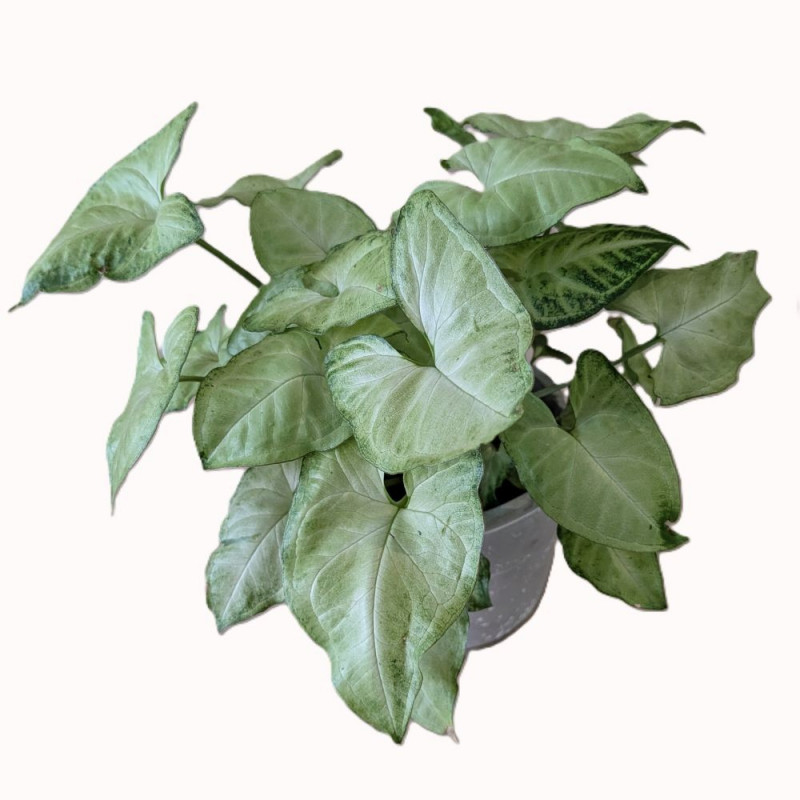 Singonis Singonis 'White butterfly' dekoratyviniame vazone