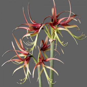 Amarilis 'Chico' (meilenis) vorinis 2026 ruduo