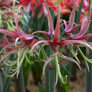 Amarilis 'Chico' (meilenis) vorinis 2026 ruduo