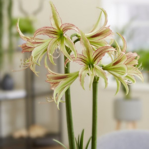 Amarilis 'Emerald' (meilenis) vorinis 2026 ruduo