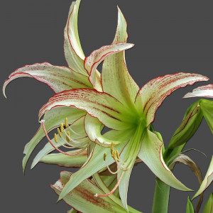 Amarilis 'Emerald' (meilenis) vorinis 2026 ruduo