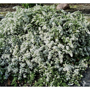Astras erikinis Snow flurry