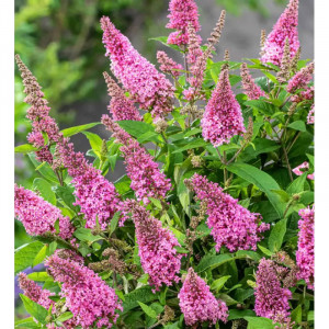 Budlėja ‘Butterfly Candy Little Pink’