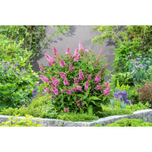 Budlėja ‘Butterfly Candy Little Pink’
