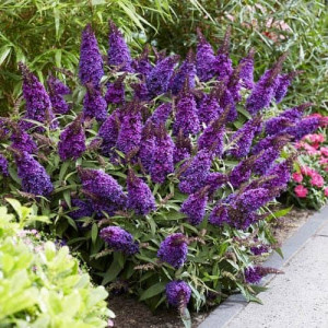 Budlėja ‘Butterfly Candy Purple’