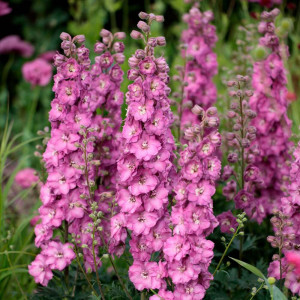 Pentinius ‘Chantay’
