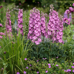 Pentinius ‘Chantay’