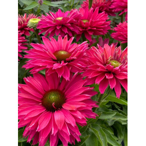Ežiuolė ‘SunSeekers Sweet Fuchsia’