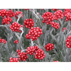 Šlamutis ‘Red Jewel’