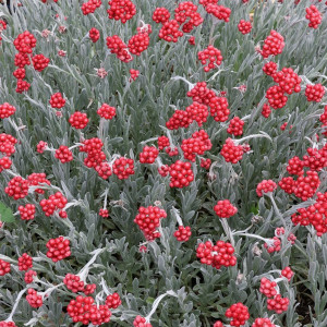 Šlamutis ‘Red Jewel’