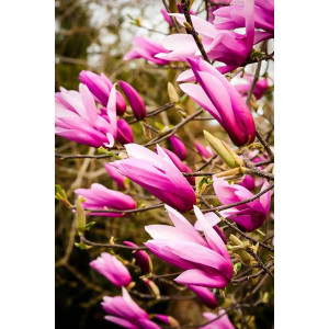 Magnolija ‘RANDY’
