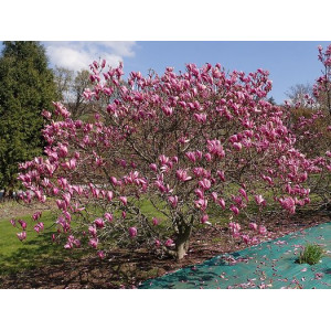 Magnolija ‘RANDY’