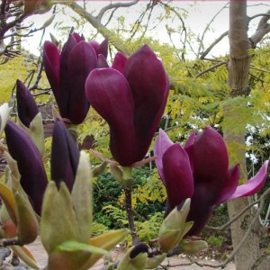 Magnolija lelijažiedė ‘Nigra’