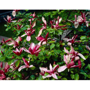 Magnolija lelijažiedė ‘Nigra’