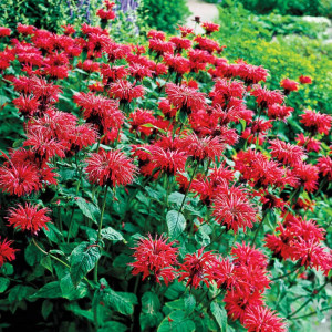 Monarda raudonoji ‘Fireball’