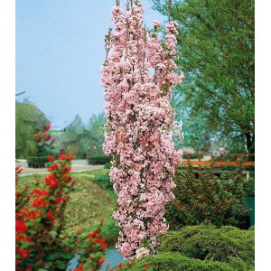Sakura ‘Amanogawa’