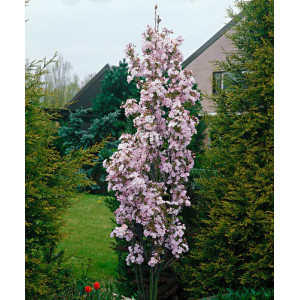 Sakura ‘Amanogawa’