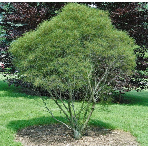 Šaltekšnis paprastasis ‘Asplenifolia’