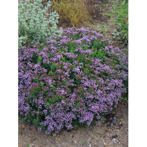 Paprastasis raudonėlis ‘Compactum’