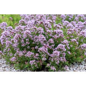 Paprastasis raudonėlis ‘Compactum’