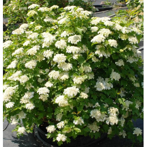 Putinas paprastasis ‘Compactum’