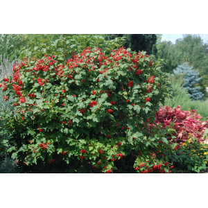 Putinas paprastasis ‘Compactum’