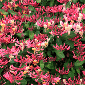 Sausmedis ‘Serotina’