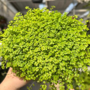 Gulsčioji soleirolija 'Aurea', elkinė Ø13cm
