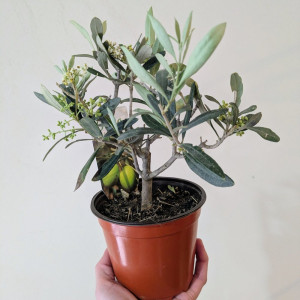 Alyvmedis europinis 12Ø H30cm