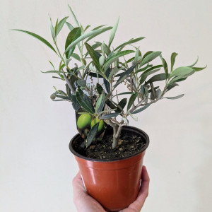 Alyvmedis europinis 12Ø H30cm