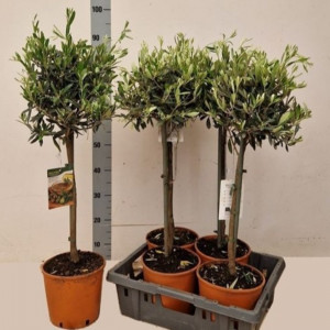 Alyvmedis europinis H100cm