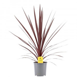 Kordilina pietinė 'Red star' H75cm