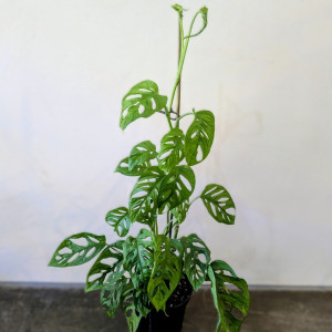 Monstera adansonii Monkey Mask H70cm