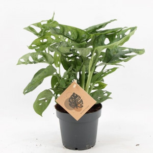 Monstera adansonii Monkey Mask