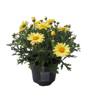 Krūminis sidabrūnis 'La Rita Yellow'