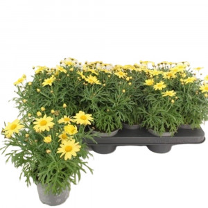Krūminis sidabrūnis 'La Rita Yellow'