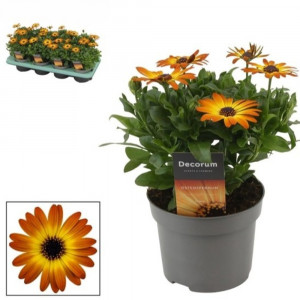 Kaulasėklis (laumakė) 'Margarita Orange flare'